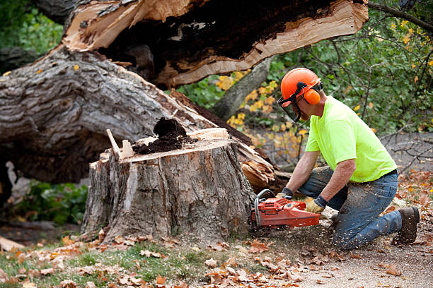 How Our Tree Care Process Works  in  Woodbine, IA