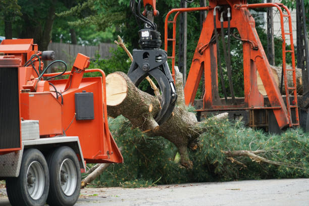 Leaf Removal in Woodbine, IA